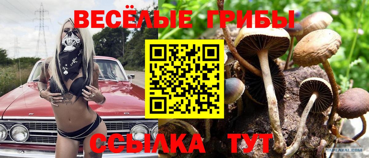 Зима  Галлюциногенные грибы Psilocybine cubensis  Вход с VPN 